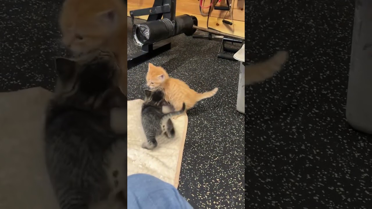 Enlarge Benedict, an adopted Domestic Short Hair in LITTLE MOUNTAIN, SC video 4/4