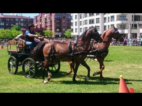 HORSES | Indoor coupling in Zarautz | Nice video for kids