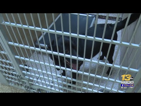 Humane Society sees a increase in stray dogs in comparsion to last 4th of July weekend