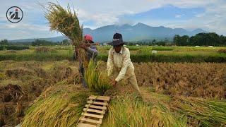 Download lagu potret panen dan hama wereng (Iwan fals video) mp3 Download lagu potret panen dan hama wereng (Iwan fals video) mp3