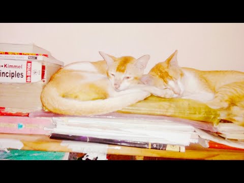 #Stubborn and cute moment with cats