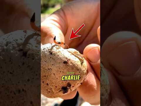 Apa Jadi Kalau Kena Semut Charlie?