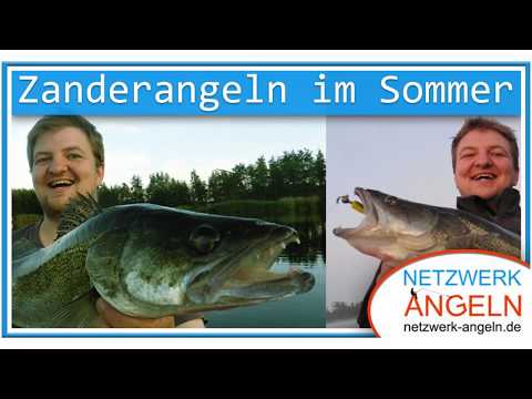Zanderangeln im Sommer