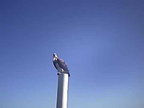 sharm el sheikh - Aquila testa bianca e pesci