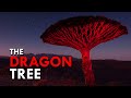 Dragon Blood Tree One Of The Rarest Trees In The World