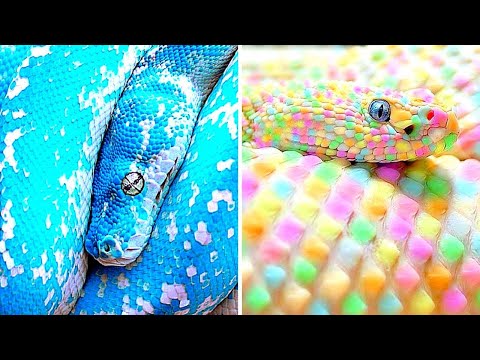 The RAREST Snakes In The World Part 1