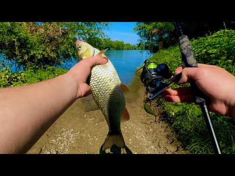 Krupni KLENOVI na varalicu! Varaličarenje na UNI i kapitalni komadi na voblere…