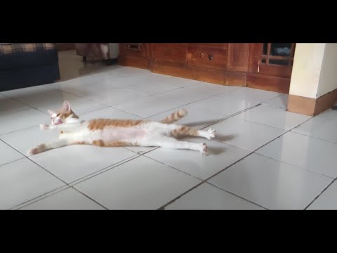 the state of my cats family after eating