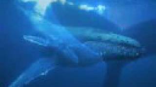 DNA Music Translation of a Humpback Whale