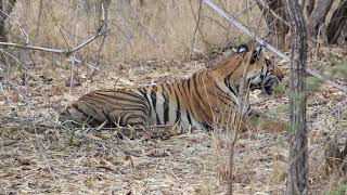 preview picture of video 'Indrajeet Madavi Sighting video of Junabai Tigress from Madnapur Zone Tadoba.'