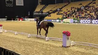 CDI 4* de Herning : Severo Jurado Lopez et Fiontini impressionnent (vidéo)