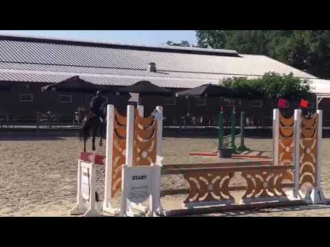 5 yr mare Adagio de Talma x Crawford