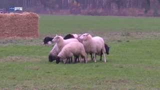 preview picture of video 'Nationale top aanwezig bij schapendrijfwedstrijden in Buurse'