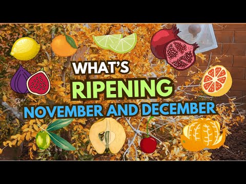 Was im November und Dezember reift | Obst im heimischen Obstgarten