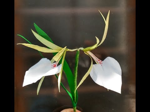 How to make Crepe paper flowers Brassavola nodosa (flower #247)
