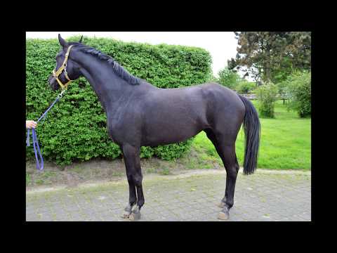 3 jähr. Stute von Scuderia