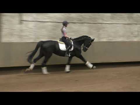 2018 Stute von Secret x Everdale 170cm