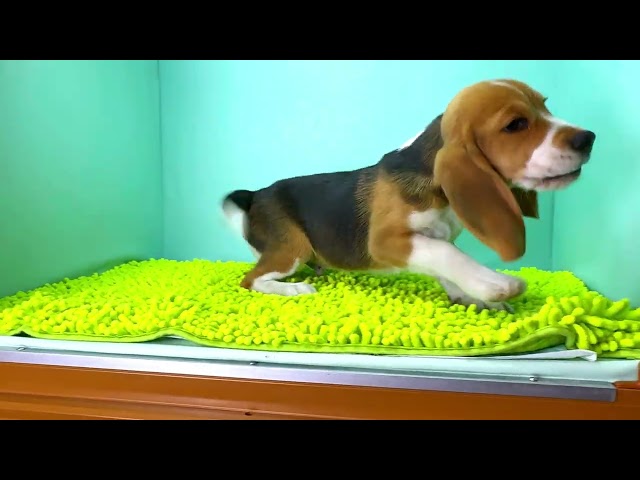 (子犬) 犬種：ビーグル 男の子 ブリーダー マロニエケンネル　MARRONNIER KENNEL k3874の画像
