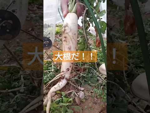 灰は植物に良いのですか