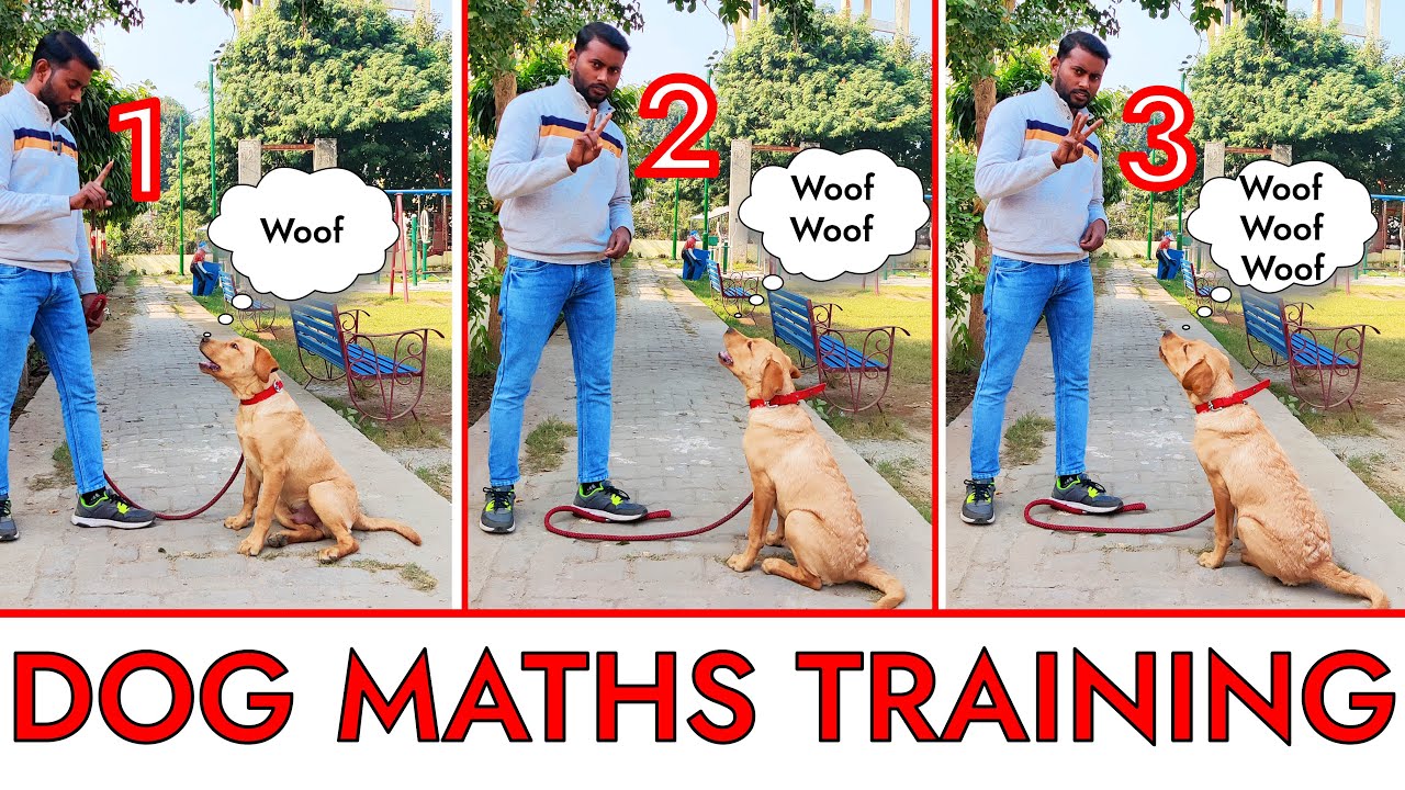 Labrador Puppy Learning and Performing Math's Counting | Dog Showing Math's Skills