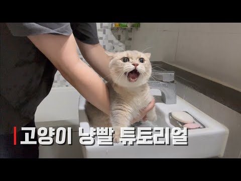 연중행사! 고양이 냥빨하는 날!