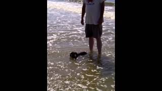 preview picture of video 'Cute Dachshund Max in Galveston and Boliver Crystal Beach 1'