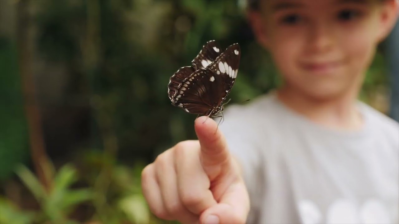 Butterfly Life Cycle Video Project