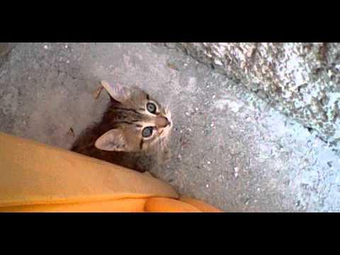 i gatti di matin nazir