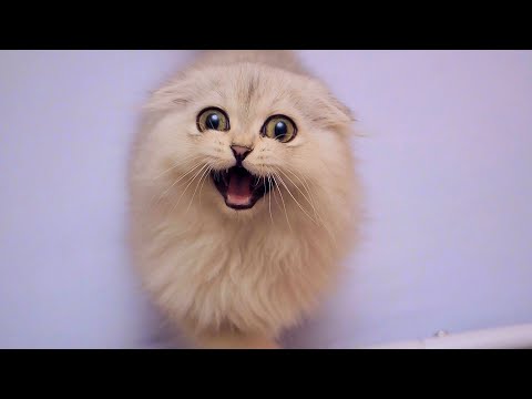 Kitten Addicted To Smartphone 😹 Little Gushka