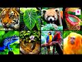 Amazing Adaptations In Plants Science For Kids Grade 4 Periwinkle