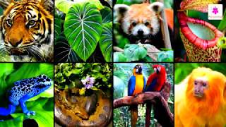 Amazing Adaptations In Plants | Science For Kids | Grade 4 | Periwinkle