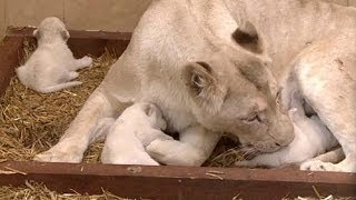 Rare white lion triplets born in Poland - no comment