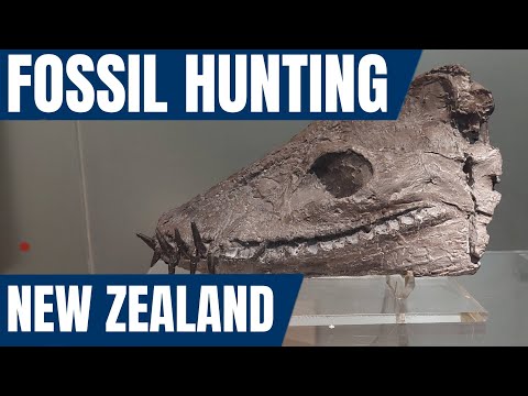 Fossil Hunting in New Zealand with Dr Nic Rawlence [where to find fossils and the ethics]