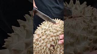 Download lagu belah duren #shorts mp3