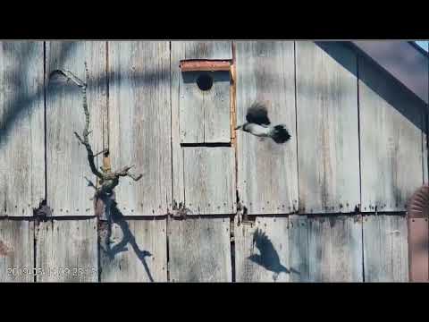 This is why birds shouldn't perch near an American Kestrel nest box