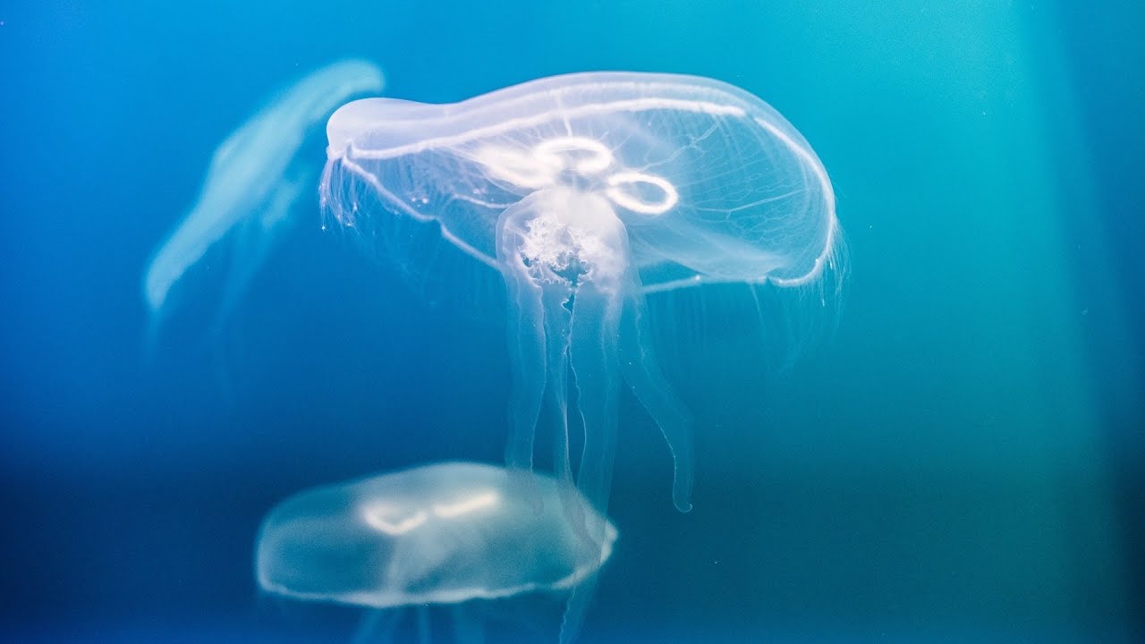 The Animal Within - Series Trailer