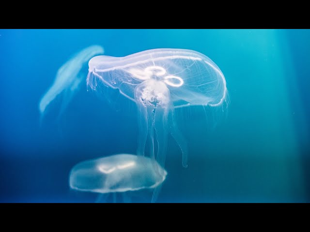 The Animal Within - Series Trailer