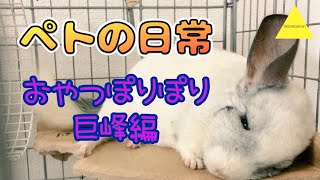 【チンチラ】ペトの日常〜おやつぽりぽり巨峰編〜【chinchilla】