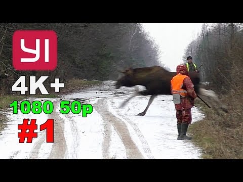 YI 4K . #1. Загонная охота на лося, кабана и косулю. 15 декабря 2018г.