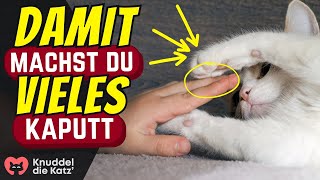 6 Dinge die Katzenhalter morgens niemals tun sollt