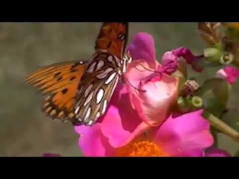 Isreal Pachuau : Siamtu kutchhuak (Lyric Video)