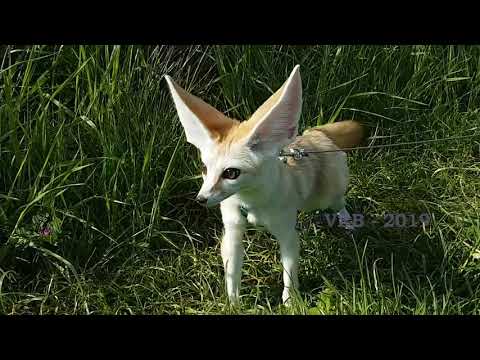 Fennec Fox Jumping through High Grass