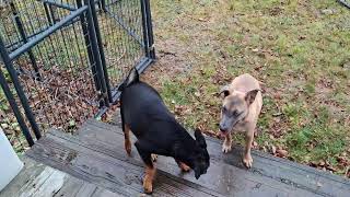 Video preview image #1 Doberman Pinscher-Unknown Mix Puppy For Sale in Sebec, ME, USA