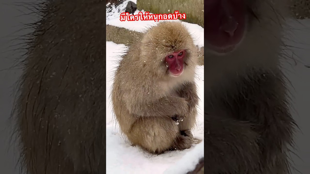 ลูกลิงหนาว #ลูกลิง #ลิงอ้วน  #พั้นคุง #ลิงน้อย #ลิงน่ารัก #cute #กอด #หนาวมาก