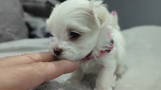 Video preview image #1 Maltese Puppy For Sale in OCALA, FL, USA