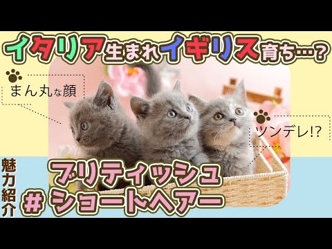 ブリティッシュ ロングヘア - ブラック シルバー シェード.jpg