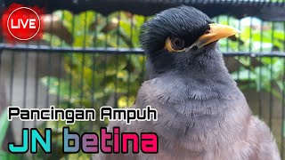 Download lagu Jalak Nias Betina Memanggil Jantan  ||| PANCINGAN mp3