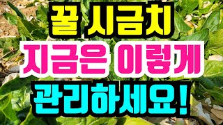 월동 시금치 웃거름으로 이것을 주면 쑥쑥 잘 자라요.누런잎은 떨어지고 파릇파릇 시금치가 자라요.