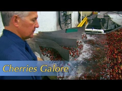 download lagu mp3 mp4 When Is Cherry Season In California, download lagu When Is Cherry Season In California gratis, unduh video klip When Is Cherry Season In California