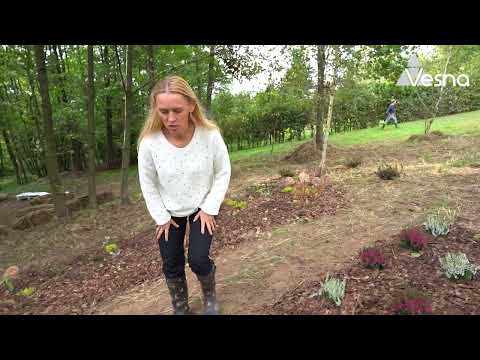 Jak założyć wrzosowisko?